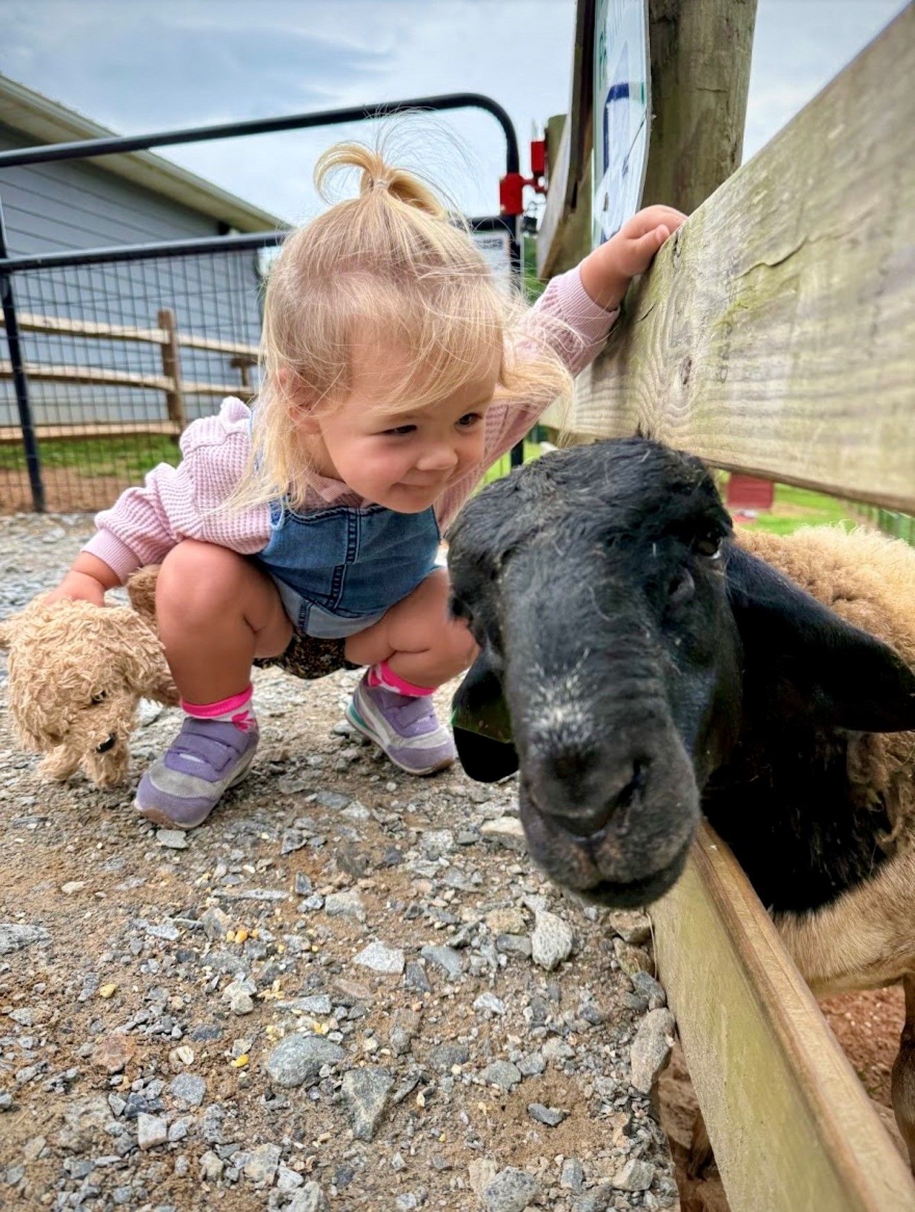 Sheep
